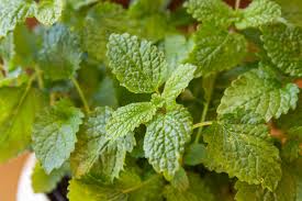 Lemon Balm Leaf Fresh Tincture - Totally Natural Skincare