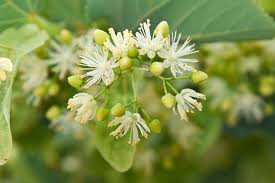 Lime / Linden Tincture (organic) - Totally Natural Skincare