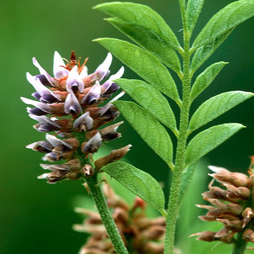 Liqorice Root Tincture - Totally Natural Skincare