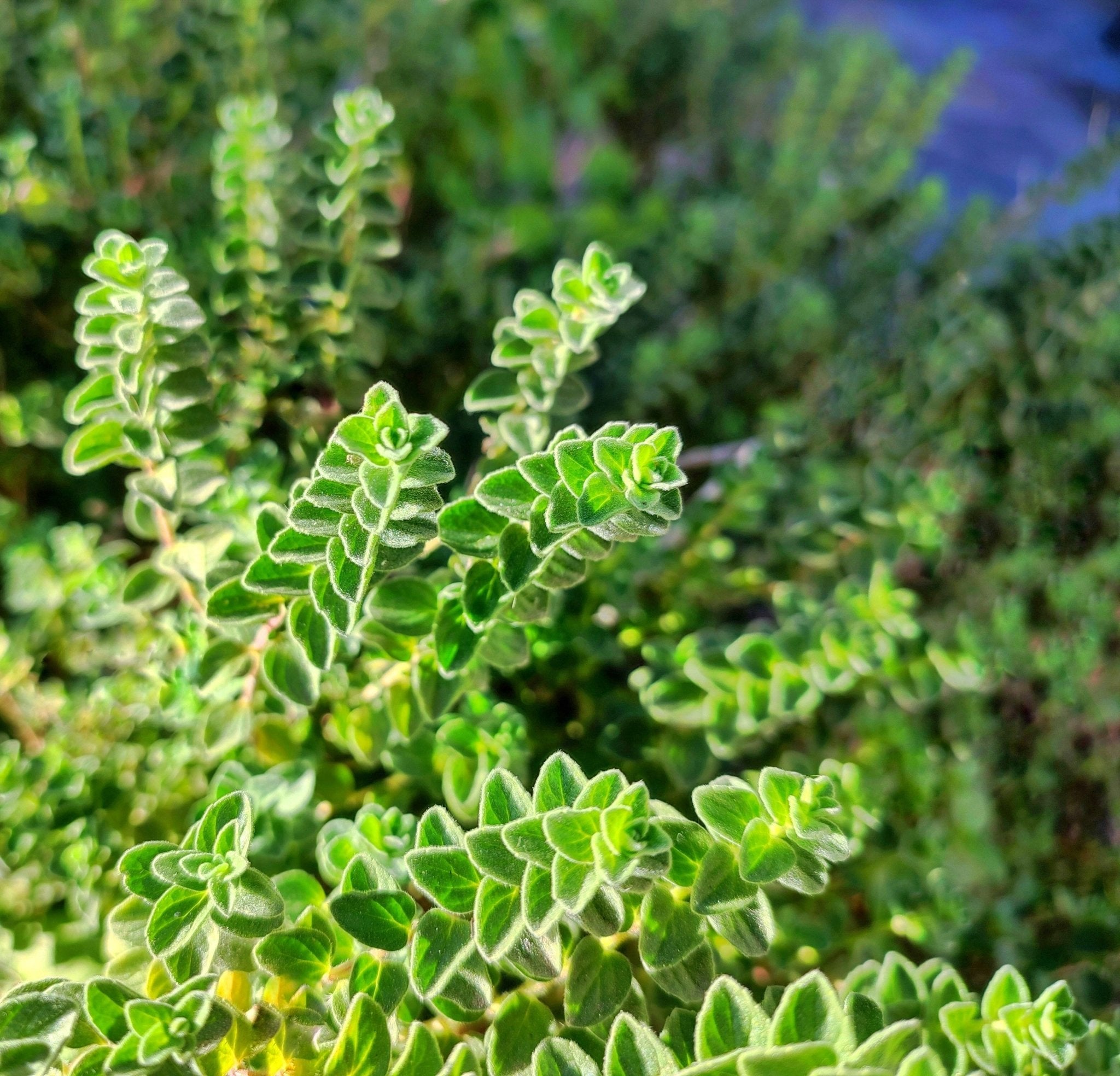 Marjoram (organic) Essential Oil - Origanum marjorana - Totally Natural Skincare