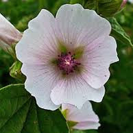 Marshmallow root (Althaea) Syrup - Totally Natural Skincare