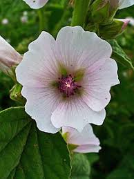 Marshmallow root (Althaea) Syrup - Totally Natural Skincare