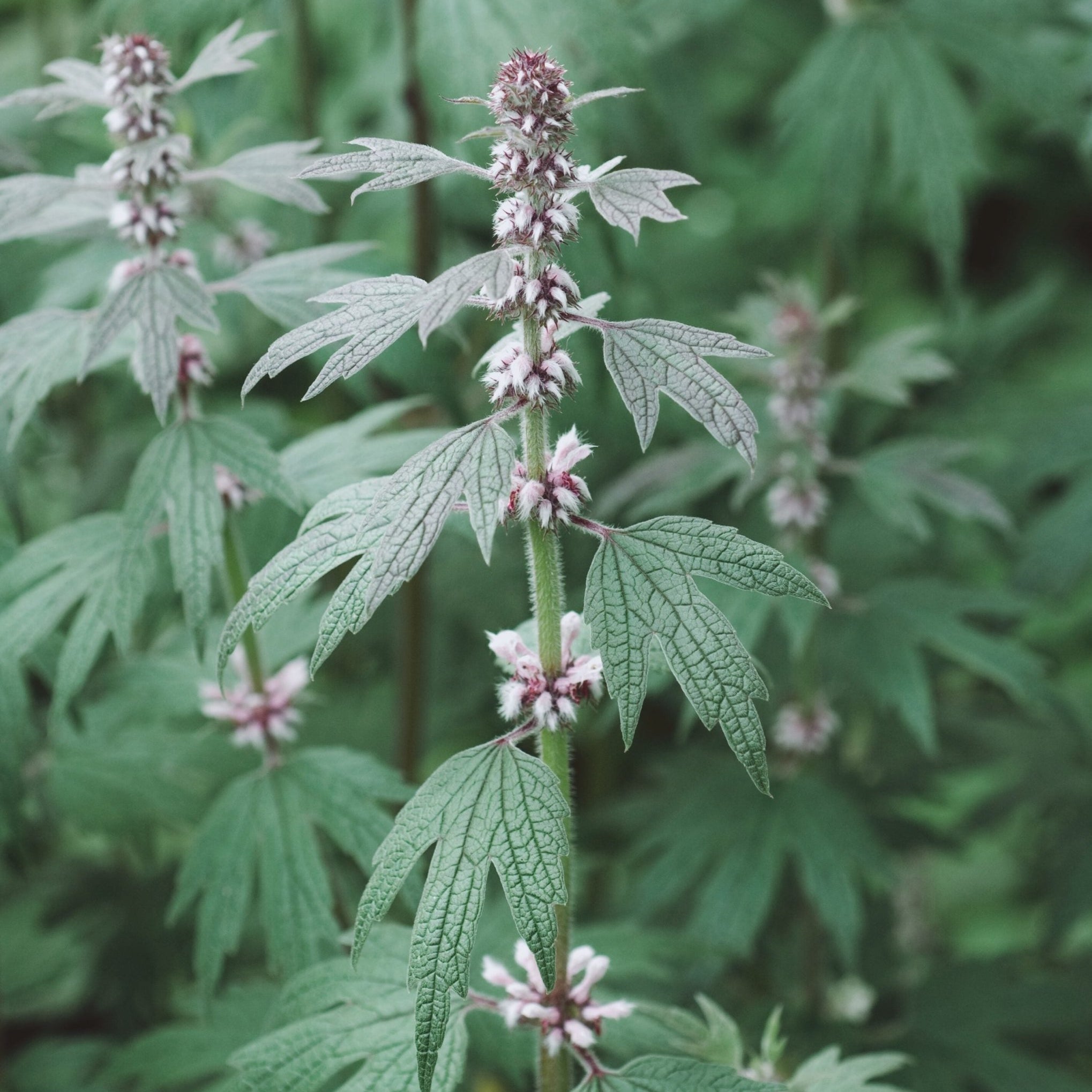 Motherwort Tincture - Totally Natural Skincare