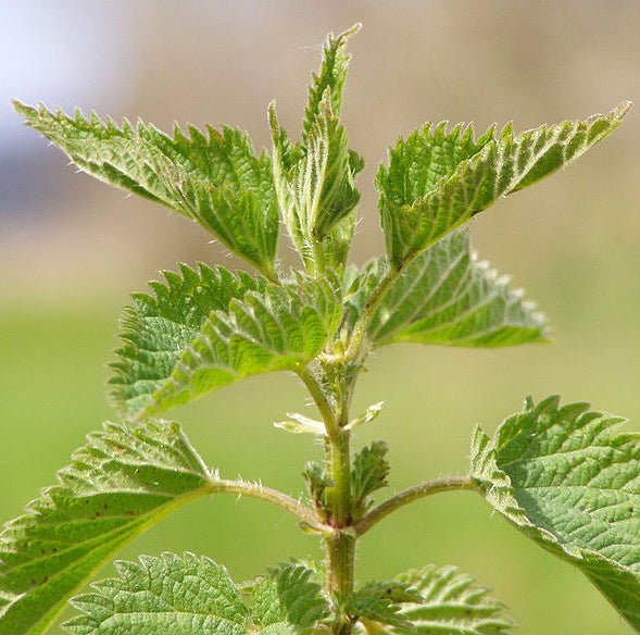 Nettle Leaf Tincture - Totally Natural Skincare