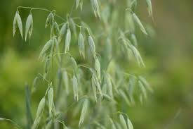 Oat Seed & Oat Tops Tincture - Totally Natural Skincare