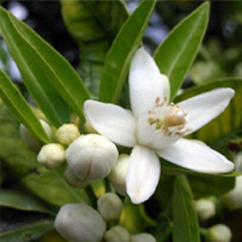 Organic Neroli Water Facial Mist - Totally Natural Skincare