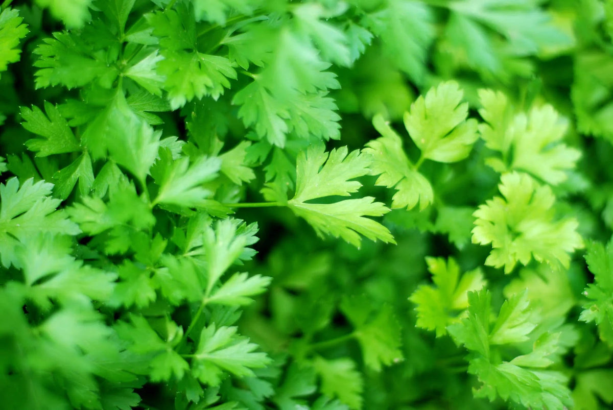 Parsley Root Tincture - Totally Natural Skincare