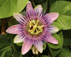 Passionflower Tincture - Totally Natural Skincare