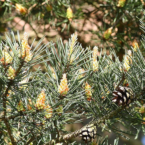 Pine - Totally Natural Skincare