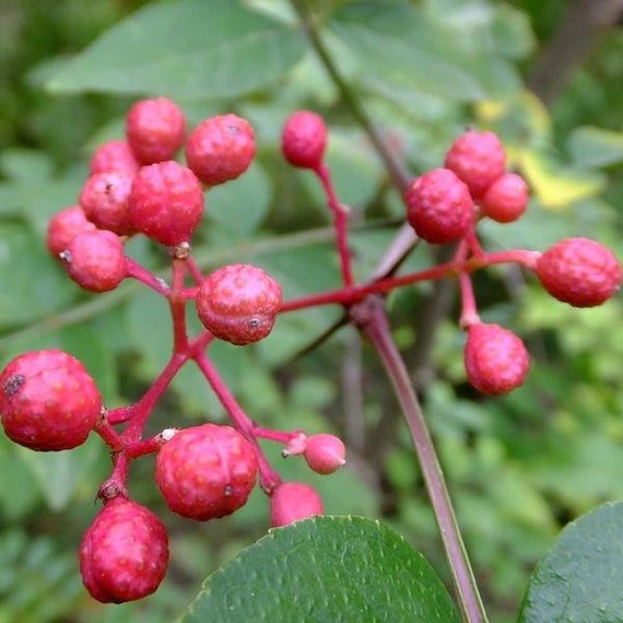 Prickly Ash Bark Tincture - Totally Natural Skincare