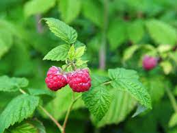 Raspberry Leaf Tincture - Totally Natural Skincare