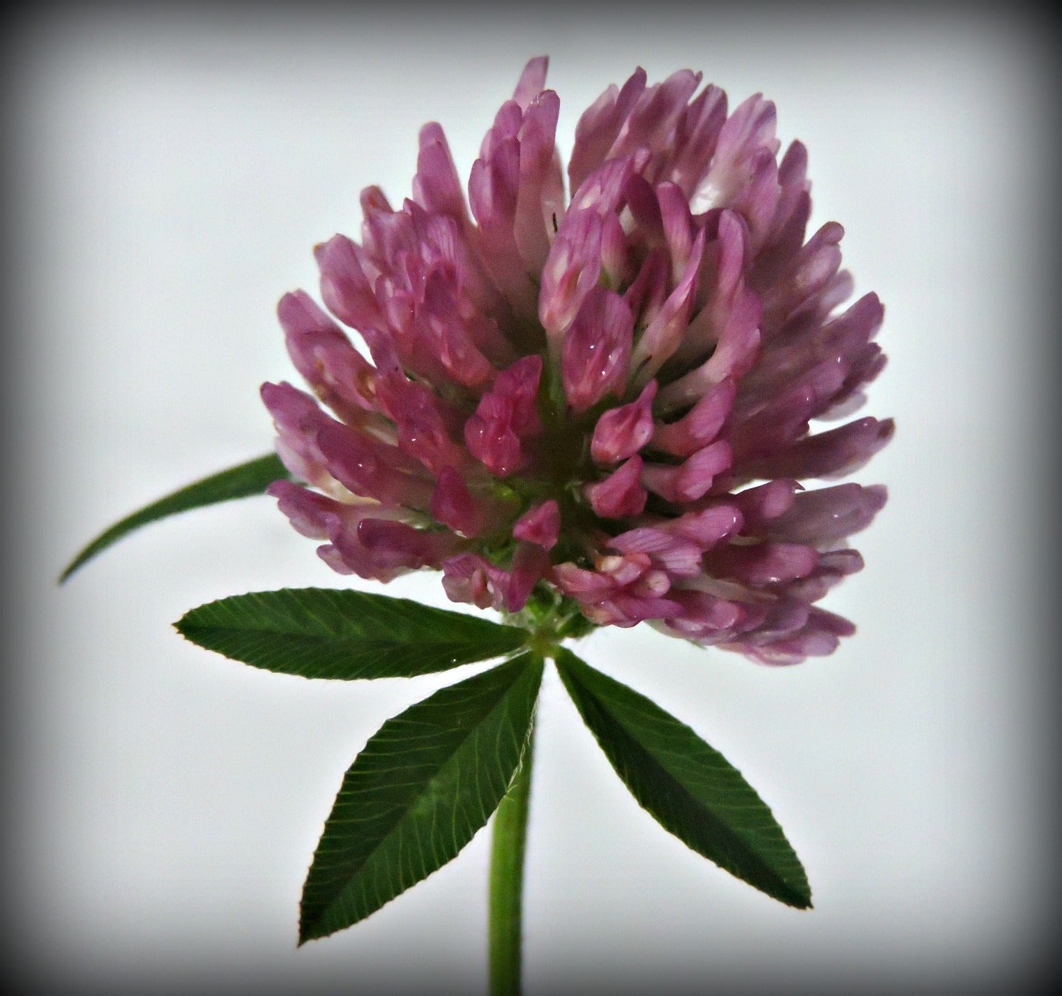 Red Clover Flower Tincture - Totally Natural Skincare