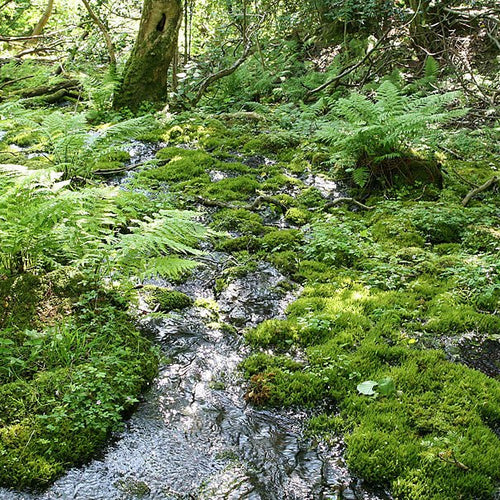 Rock Water - Totally Natural Skincare