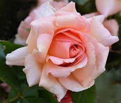 Rose Tincture