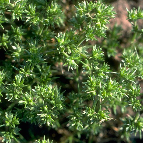 Scleranthus - Totally Natural Skincare