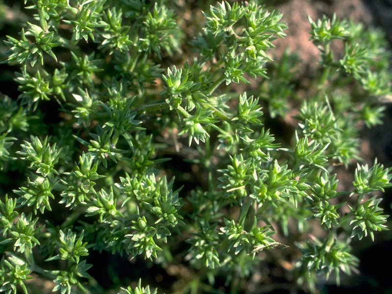 Scleranthus - Totally Natural Skincare