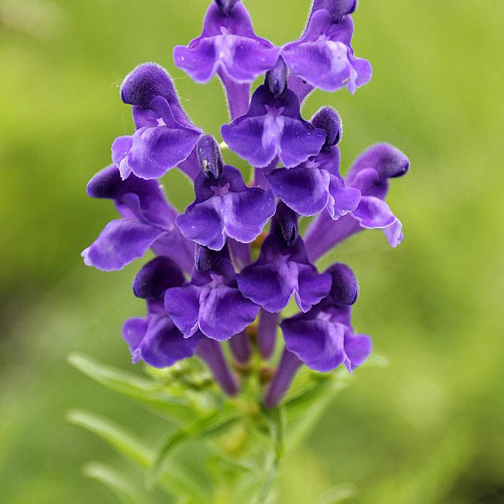 Scullcap (Chinese, Baicalensis) - Totally Natural Skincare