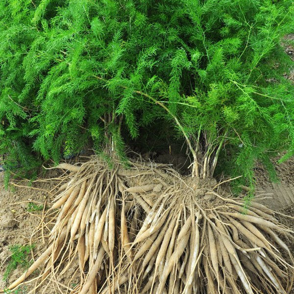 Shatavari Root Decocted Tincture - Totally Natural Skincare
