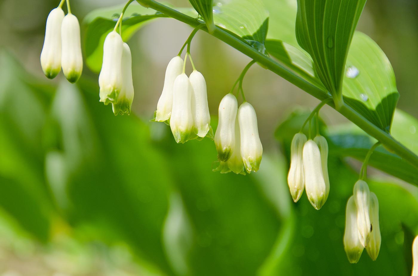 Solomon's Seal Tincture (Yu Zhu) - Totally Natural Skincare
