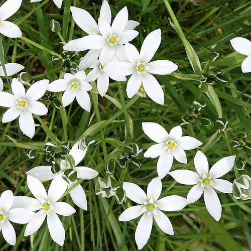 Star Of Bethlehem - Totally Natural Skincare