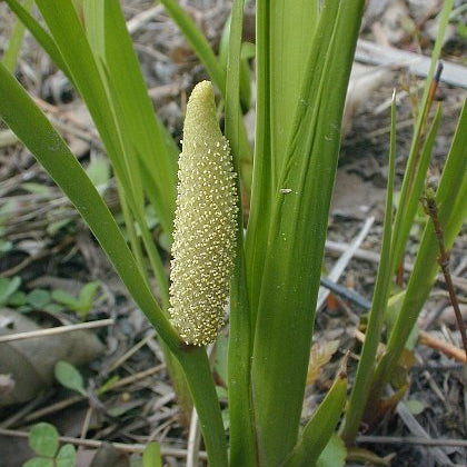 Sweet Flag Root - Totally Natural Skincare