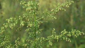 Sweet Wormwood Tincture (fresh) - Totally Natural Skincare