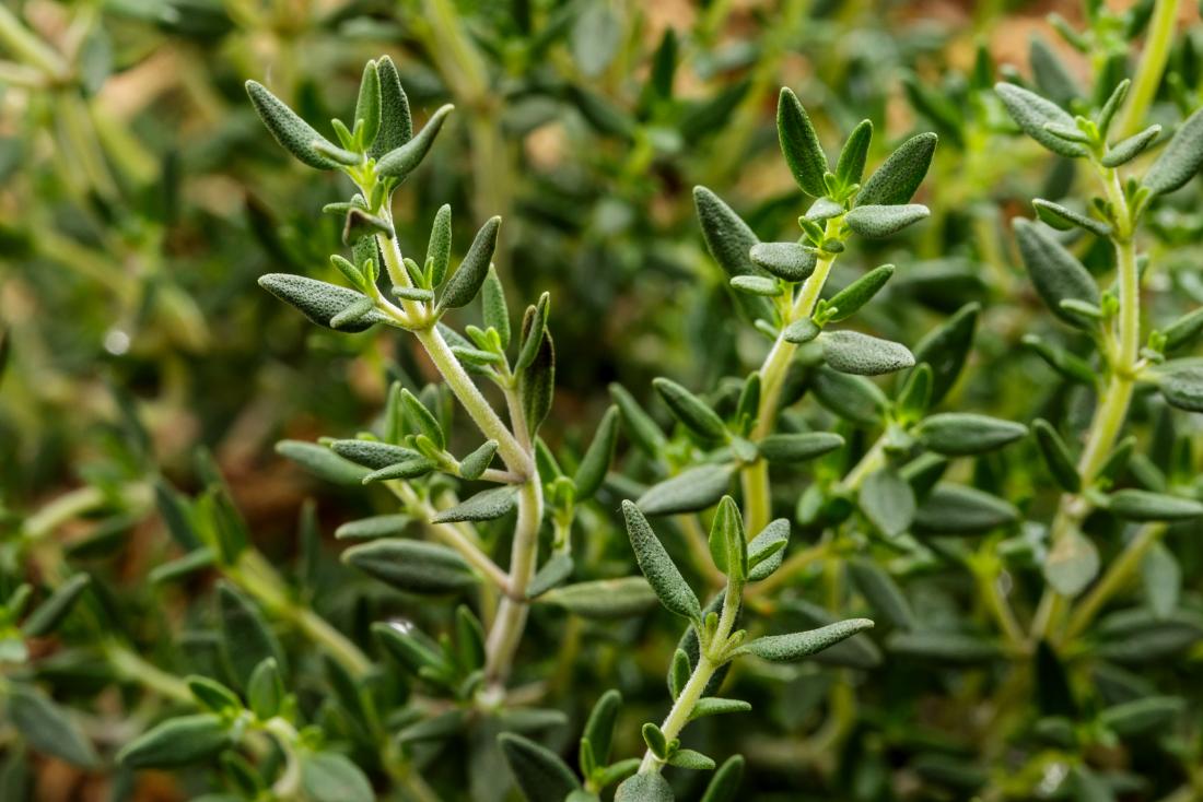 Thyme & Licorice Syrup - Totally Natural Skincare