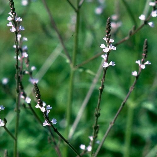 Vervain - Totally Natural Skincare