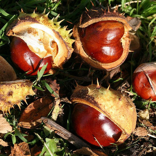 White Chestnut - Totally Natural Skincare