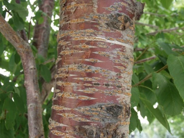 Wild Cherry Bark Syrup - Totally Natural Skincare