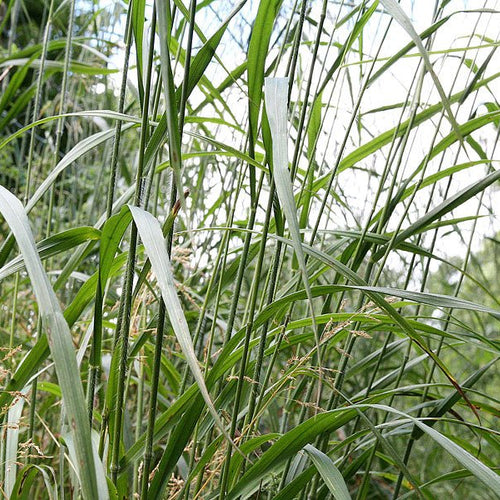 Wild Oat - Totally Natural Skincare