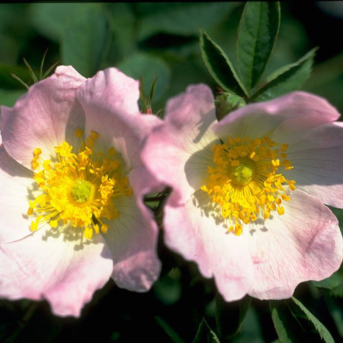 Wild Rose - Totally Natural Skincare