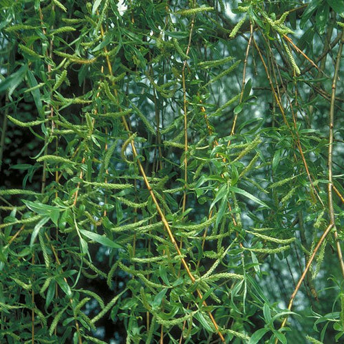 Willow - Totally Natural Skincare