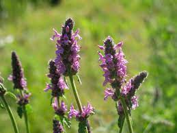 Wood Betony Tincture - Totally Natural Skincare