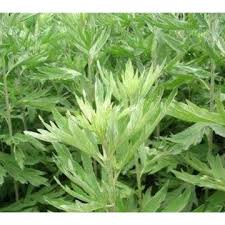Wormwood Tincture - Totally Natural Skincare